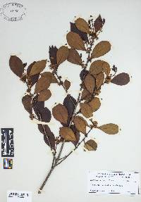 Ilex coriacea image