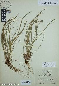 Carex austrocaroliniana image