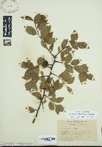 Prunus umbellata image