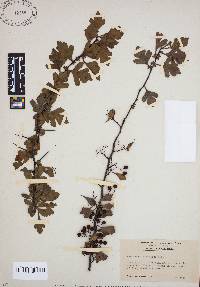 Crataegus spathulata image