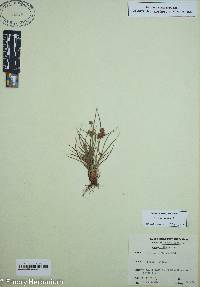 Cyperus squarrosus image