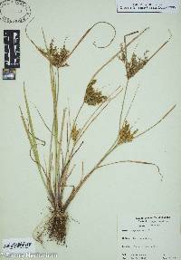 Cyperus iria image