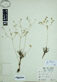 Phemeranthus teretifolius image