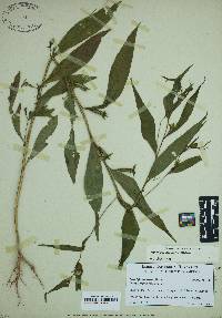 Ludwigia decurrens image