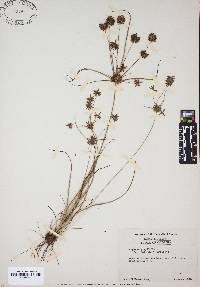 Cyperus grayi image