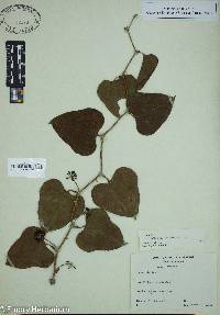 Smilax bona-nox image