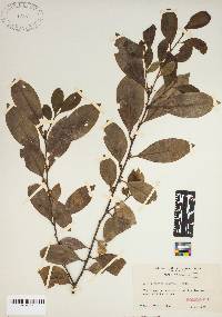 Ilex coriacea image