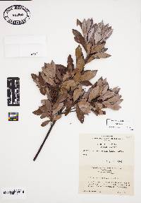 Cliftonia monophylla image