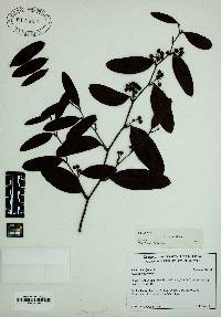 Smilax laurifolia image