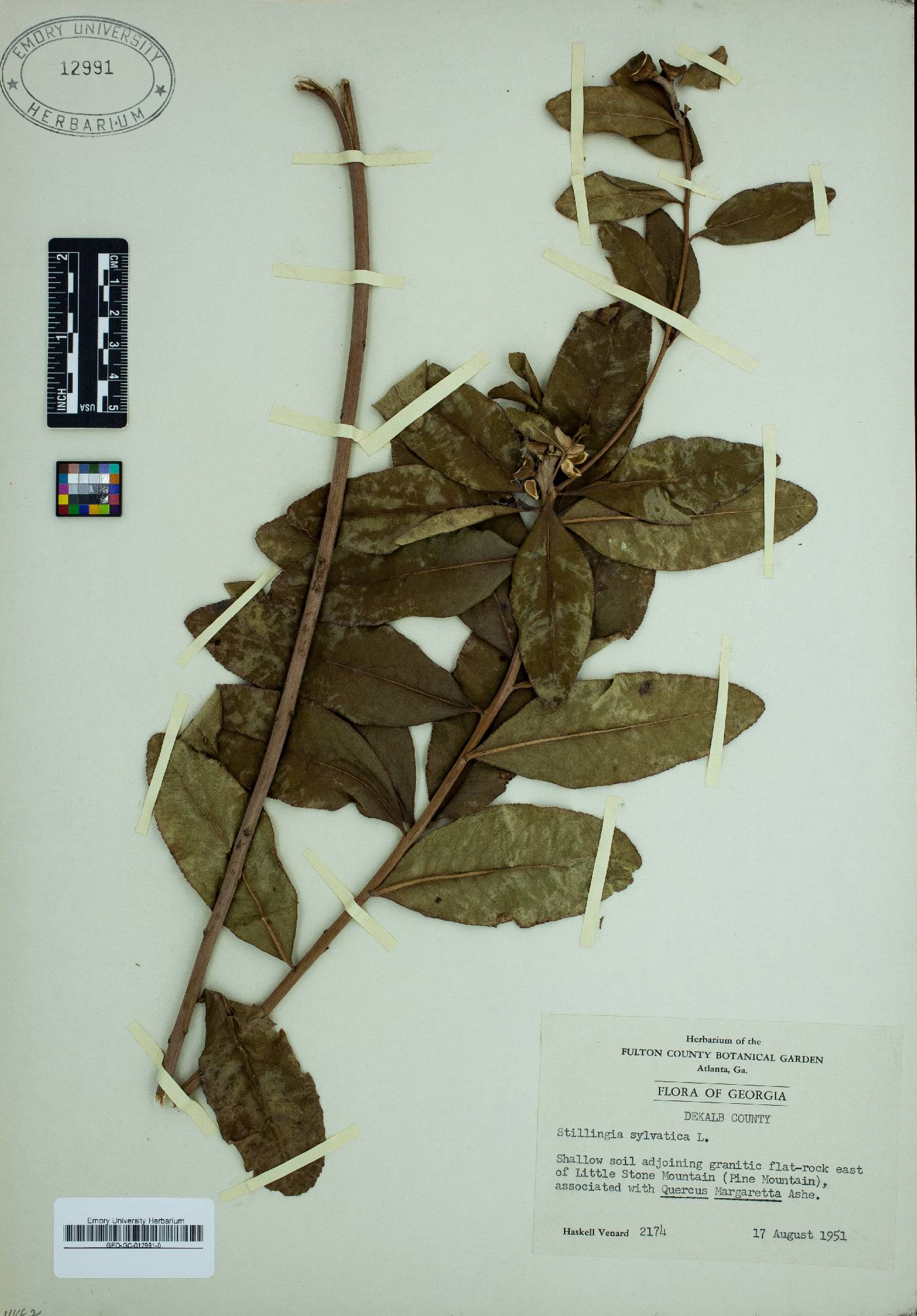 Stillingia sylvatica image
