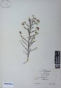 Ceanothus microphyllus image