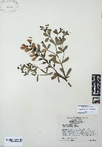 Baptisia australis image