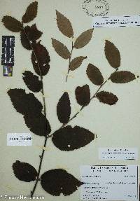 Betula alleghaniensis var. alleghaniensis image