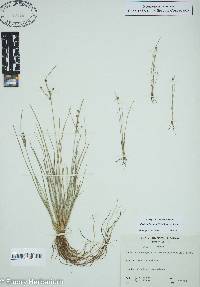 Fimbristylis annua image