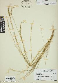 Aristida dichotoma image