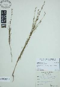 Oenothera linifolia image