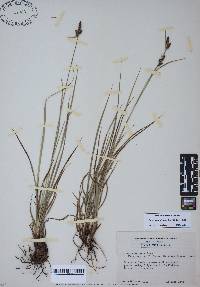 Carex complanata image