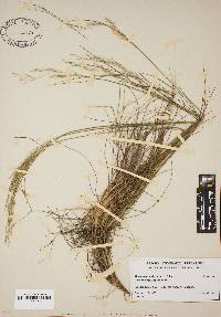 Deschampsia flexuosa image