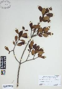 Ilex coriacea image