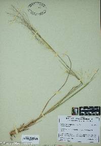 Muhlenbergia capillaris image