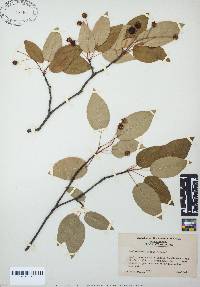 Amelanchier laevis image