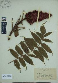 Rhus typhina image