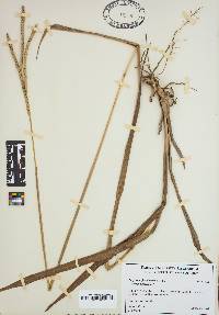 Paspalum floridanum image