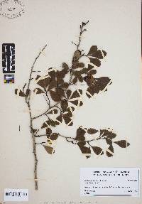 Crataegus uniflora image