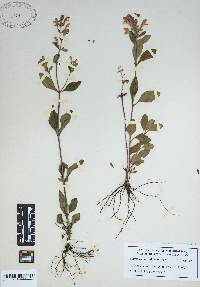 Scutellaria ovalifolia image