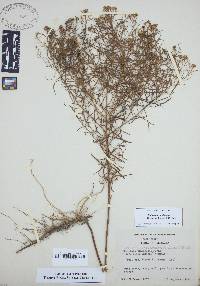 Euthamia caroliniana image