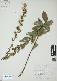 Solidago puberula image