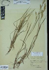 Bromus catharticus image