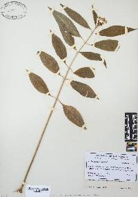 Asclepias perennis image