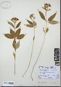 Asclepias quadrifolia image