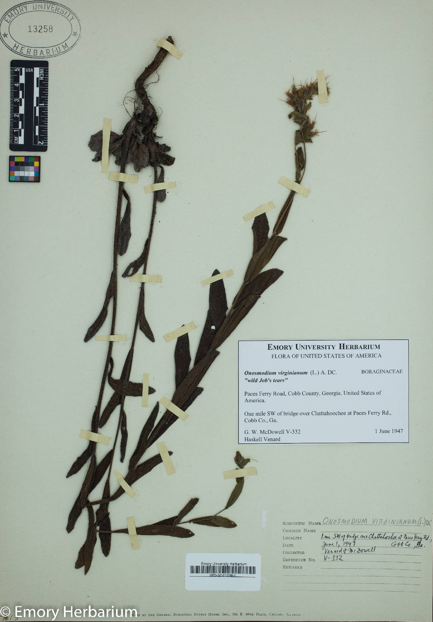 Onosmodium virginianum image