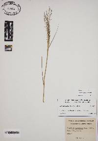 Eragrostis polytricha image