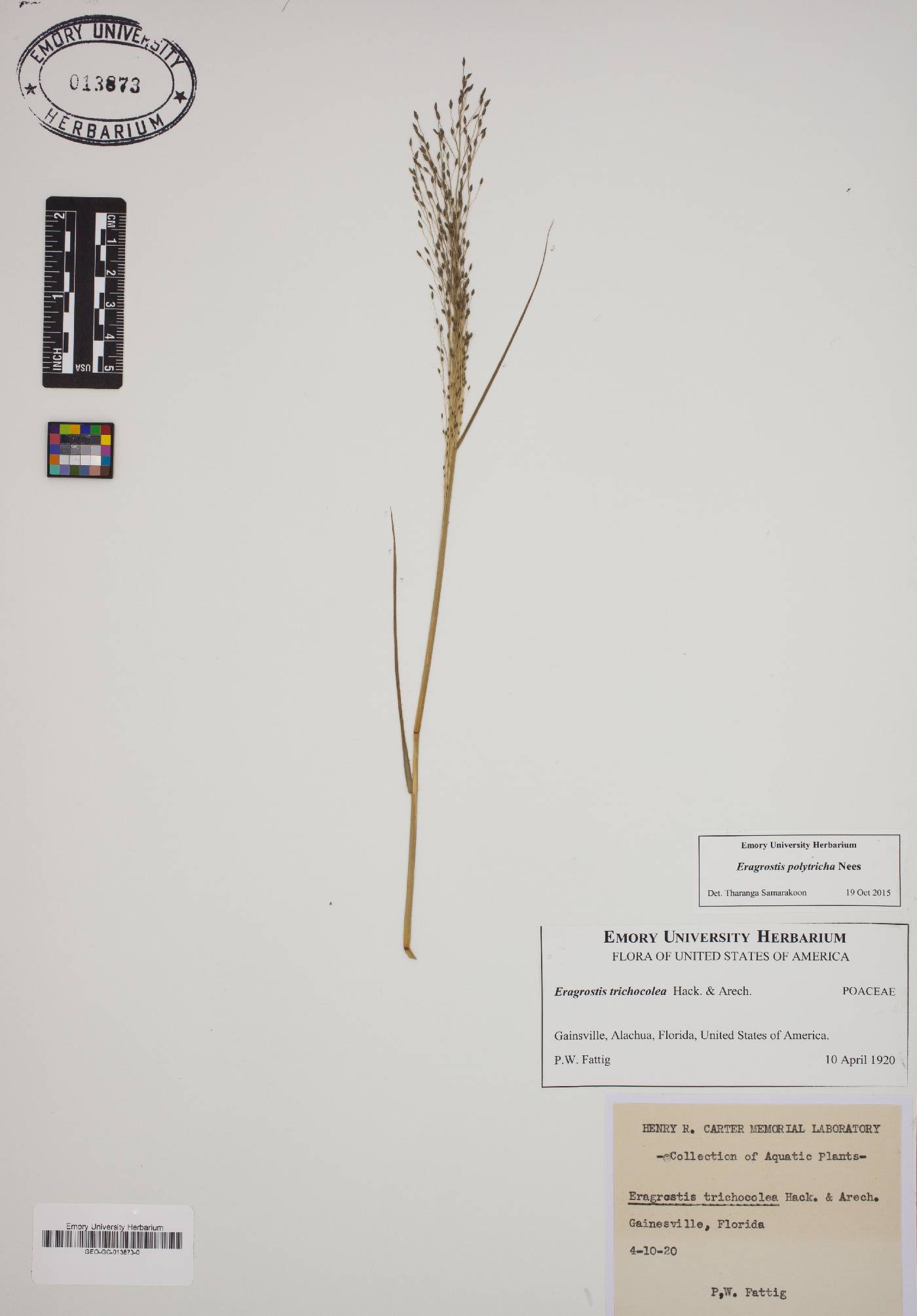 Eragrostis polytricha image