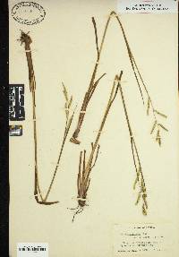 Paspalum praecox image