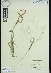 Kellochloa verrucosa image