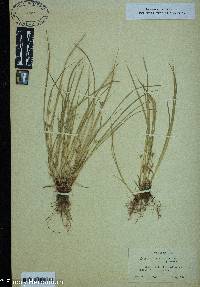 Carex willdenowii image