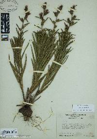 Liatris gracilis image