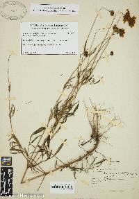 Coreopsis grandiflora var. saxicola image
