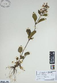 Scutellaria ovalifolia image