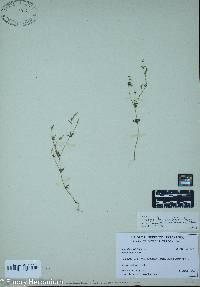 Polygala verticillata image