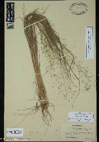 Image of Eragrostis polytricha