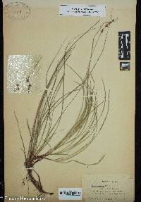 Carex lucorum image