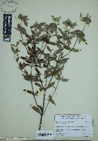 Pycnanthemum pycnanthemoides image