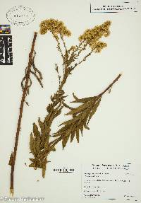 Solidago erecta image