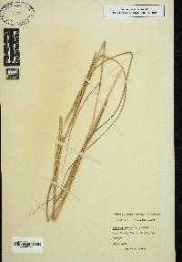 Spartina patens image