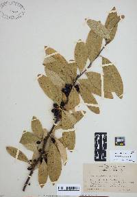 Sideroxylon lycioides image